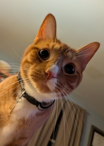 Cheeto Checking On Me