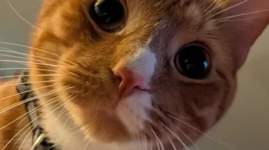 The CAT is Back on the Vet’s Exam Table: What the SEC’s New Concept Release Means