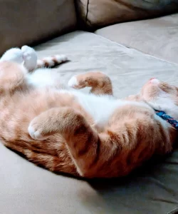 Cheeto1-1000x1200