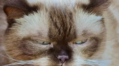 Not the Same CAT