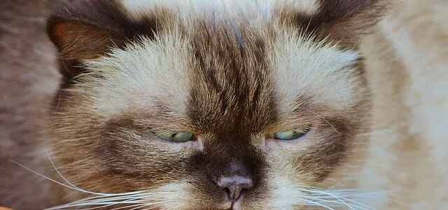Not the Same CAT