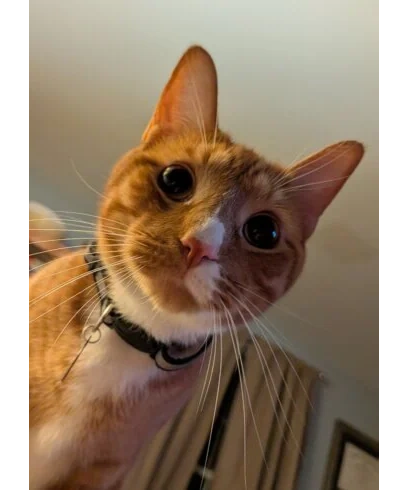 Cheeto – Chief Morale Officer