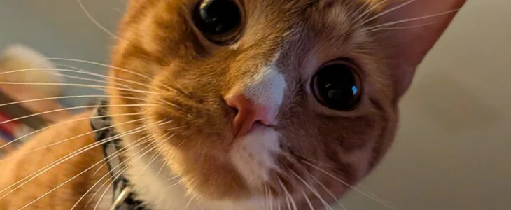Cheeto Checking On Me